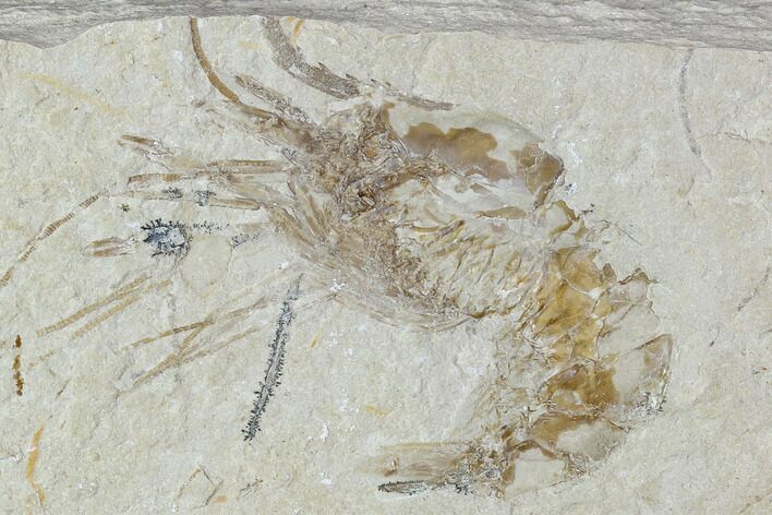 Cretaceous Fossil Shrimp - Lebanon #107667